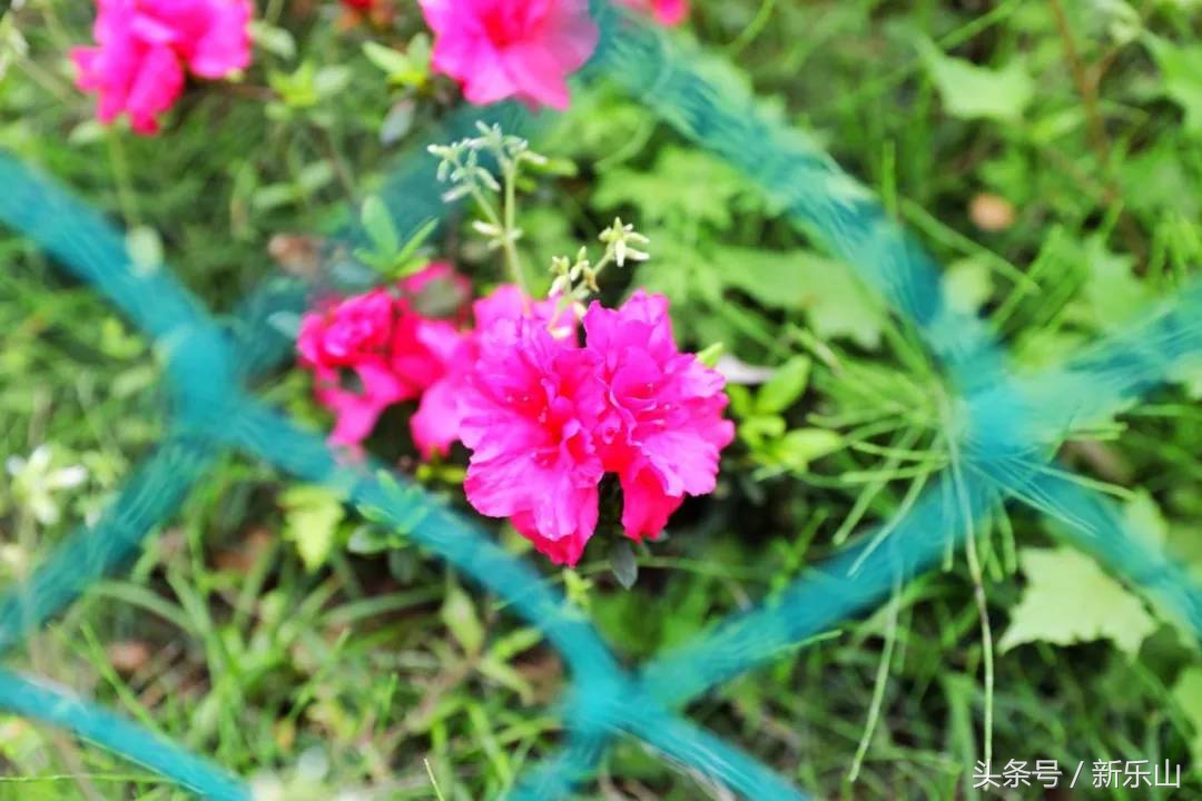 乐山的春天有多美,没去过乐山大佛但感觉去过