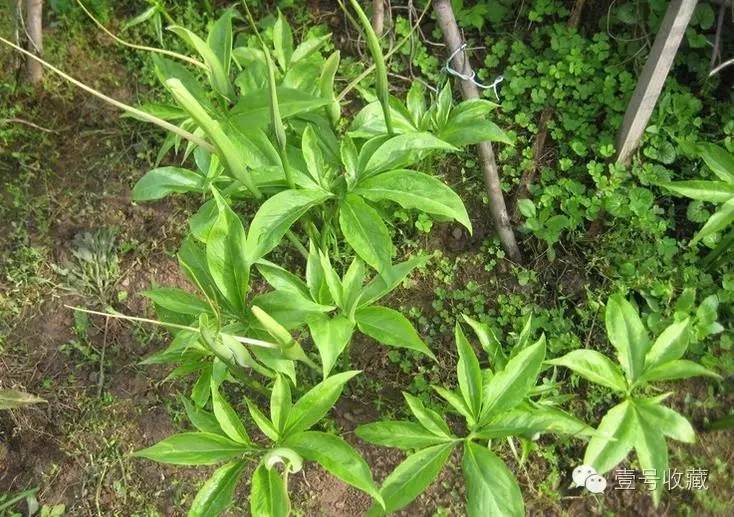 这十二种野菜有毒千万不要吃,这七种野菜有毒不能吃