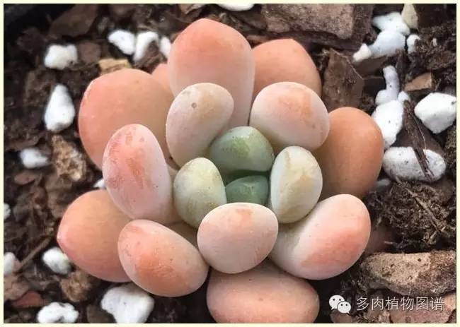 才离家半个月，回来后看到家里的多肉一阵狂喜~