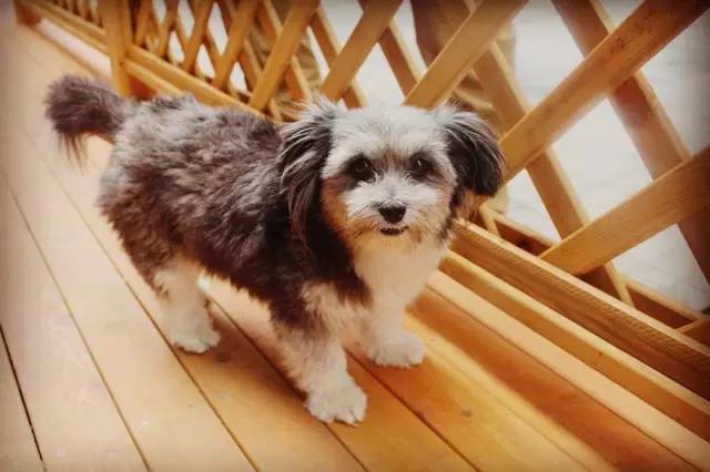 喂！住一晚160块，看次病成千上万！武汉这些狗活得太好了吧！