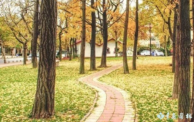 岛城秋韵,“杏”好有你