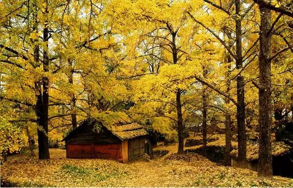 头条|再有人说广西没有秋天，就把这条微信甩给TA看！