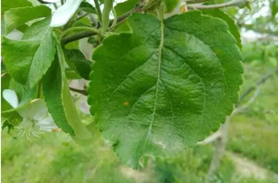 苹果果锈发生原因及防治办法,苹果锈病和锈果病的区别