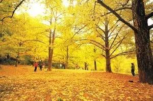 头条|再有人说广西没有秋天，就把这条微信甩给TA看！