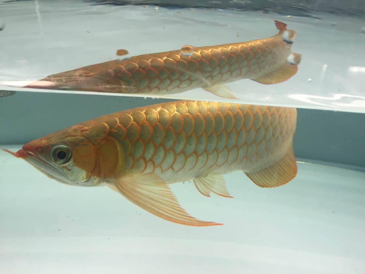 养鱼新手语录大全,养鱼翻车语录