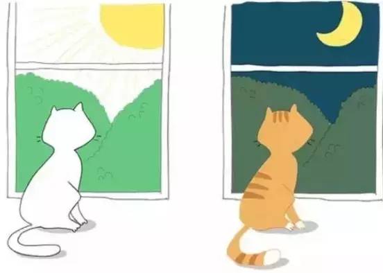 世界上最遥远的异国恋,天津麻花配郁金香