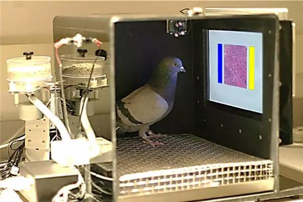 苹果手机会导致癌症吗,iphone可以诊断故障吗