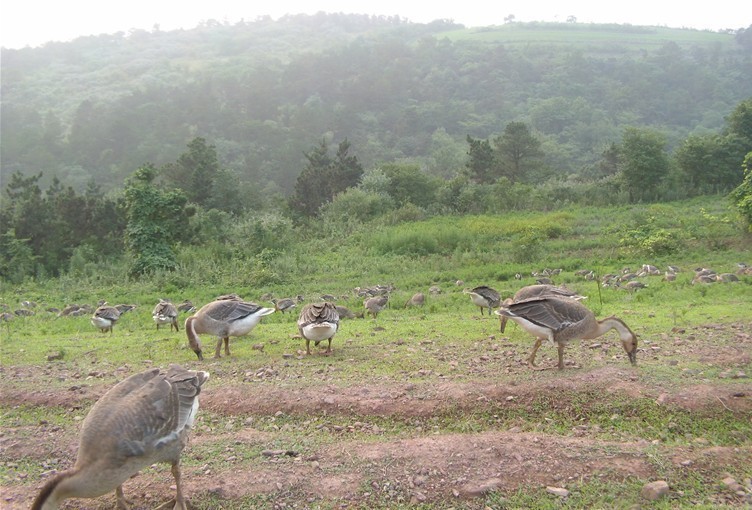 安徽滁州10大最美乡村,滁州第二批美丽乡村名单