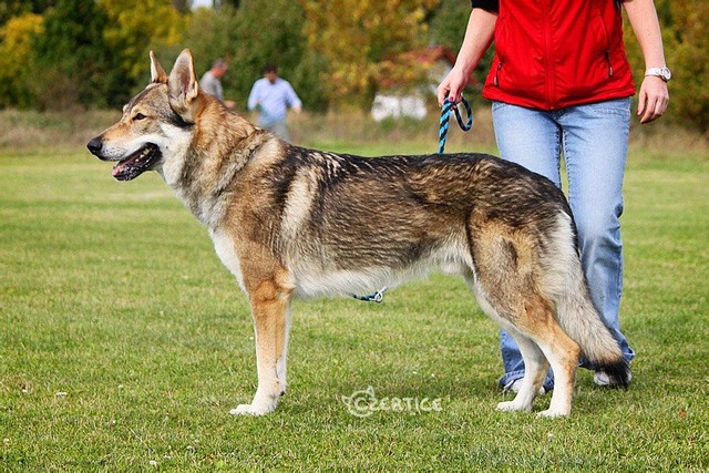 最像狼的狗捷克狼犬,什么狼和捷克狼犬像