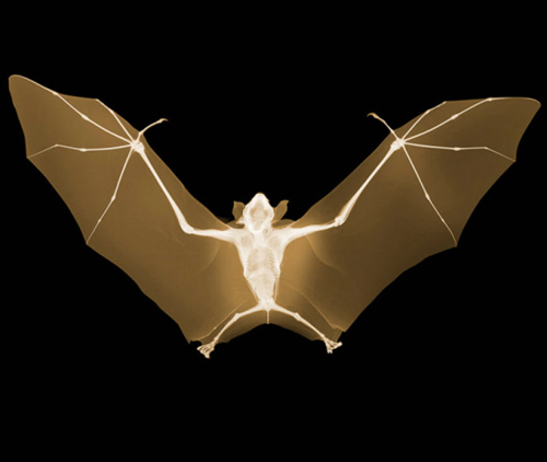 不小心误吃了耳屎会变哑巴吗,吃1年多的耳屎会变成哑巴吗