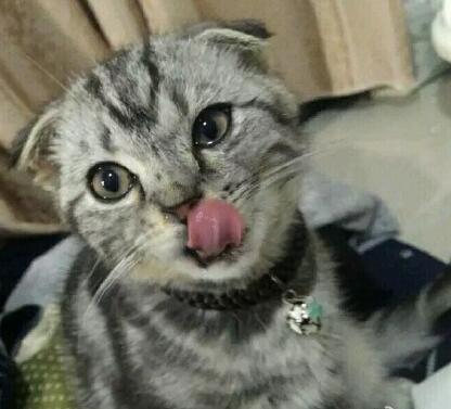 萌宠萌图第735：喵星人偷吃主人放在桌子上的食物