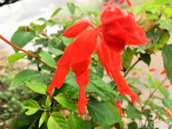 常见野生红花,常见的野红花