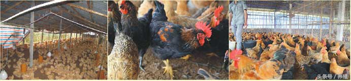 大棚发酵床养鸡,新型大棚发酵床养猪技术完整版