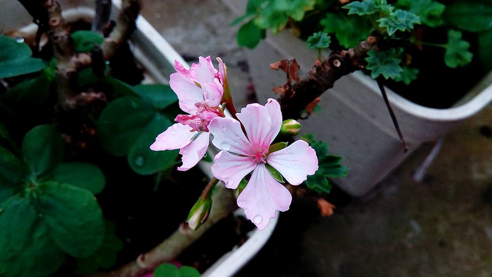 mt8176是什么档次,mt8176相当于什么水平