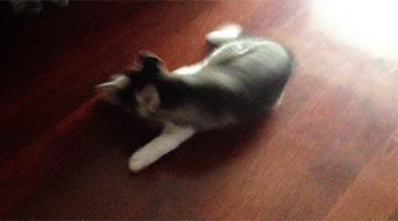 哈士奇惹猫咪秒怂,哈士奇抓猫咪