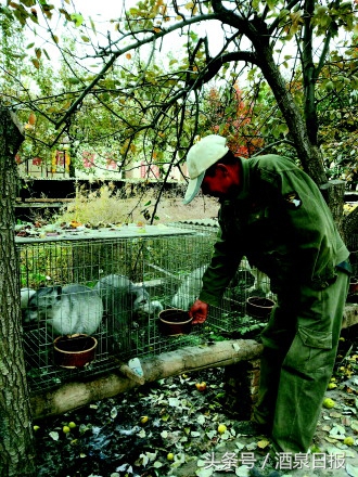 酒泉有个养狐狸的人