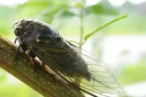 那些年的神级狗狗,那些年养过的电子宠物