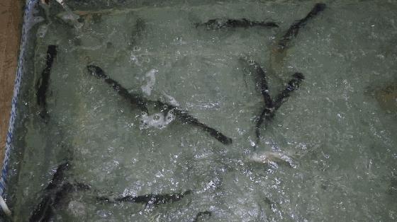 泉州海鲜界的新宠在怒吼!这条有故事的神秘鱼,带你一秒穿越侏罗