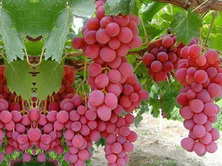 在专家不建议种红提的湖南，他赚了大钱