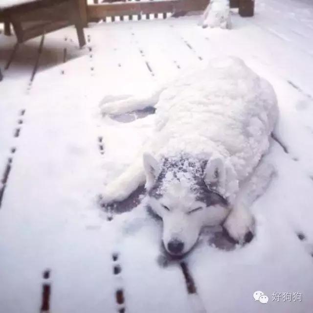 下雪天狗狗会怎么样,下雪天狗狗应该注意什么