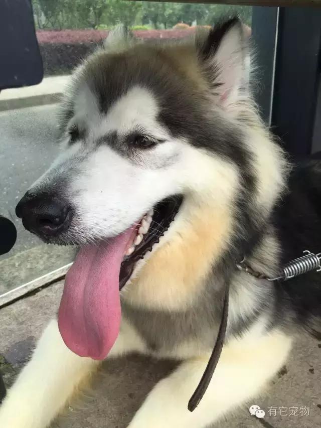 无良宠物店狗狗死亡,无良宠物店让人寒心