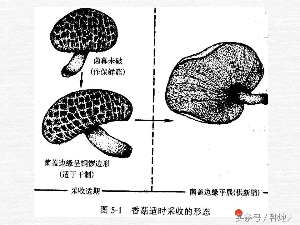 香菇栽培实用技术教案,屋顶香菇栽培