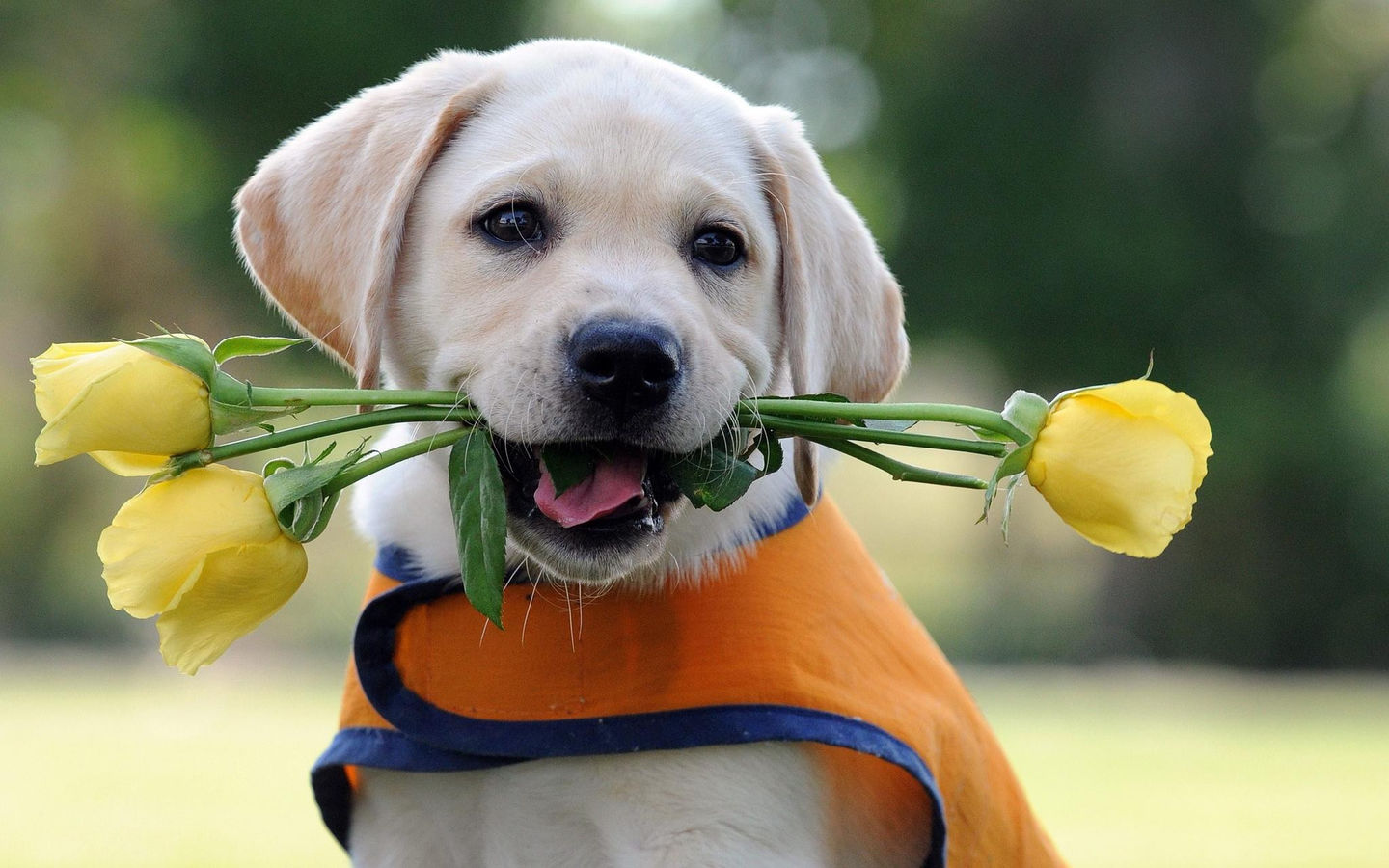 如何彻底治好狗狗皮肤病,快速解决狗狗皮肤病