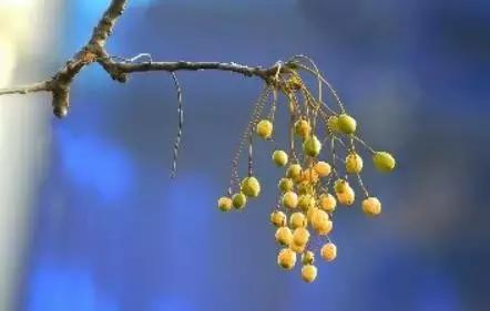 记得小时候，秋天的苦楝树