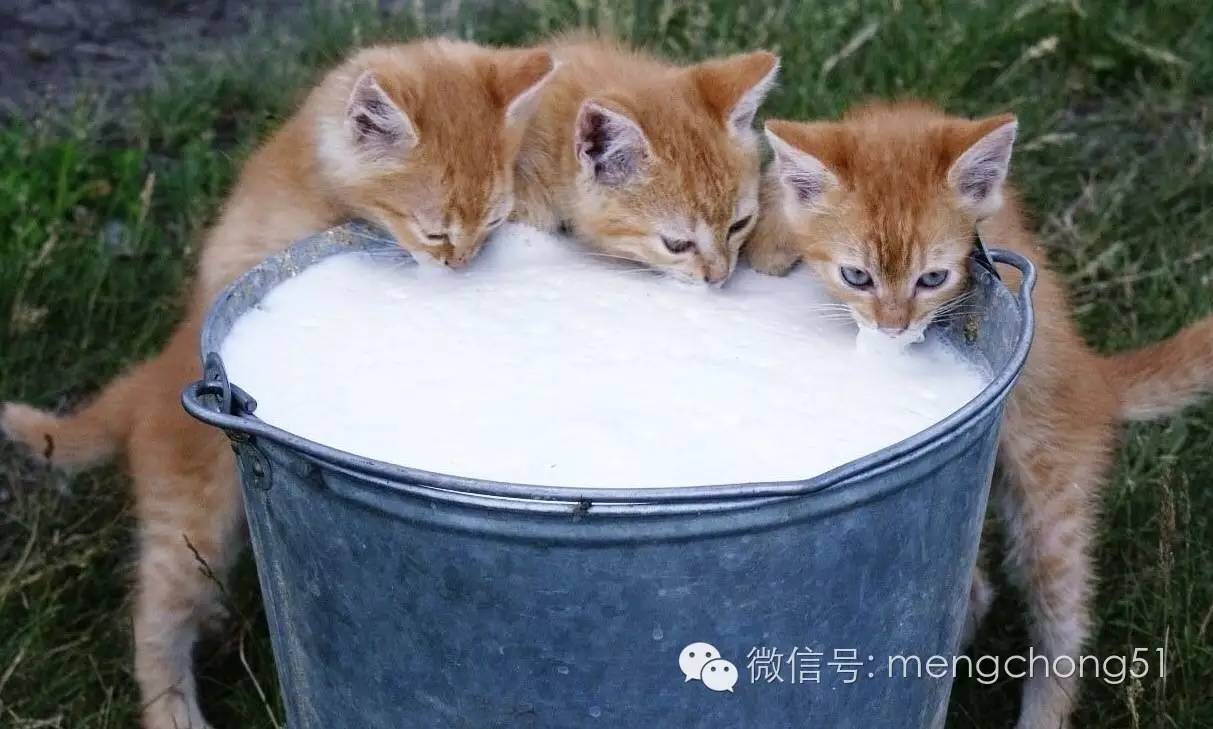 猫咪拉肚子怎么补救,猫咪拉肚子怎么治