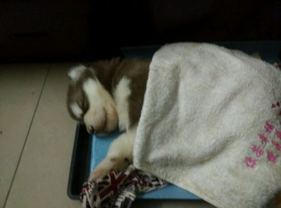 阿拉斯加8个月容易得细小么,阿拉斯加5个月得细小怎么办