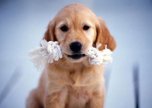 宠物狗喂做的饭和狗粮哪个好一点,宠物狗喂狗粮的正确方法