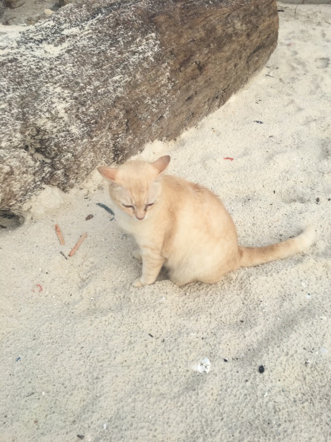遇见最好的自己的感悟,曼谷普吉岛之旅