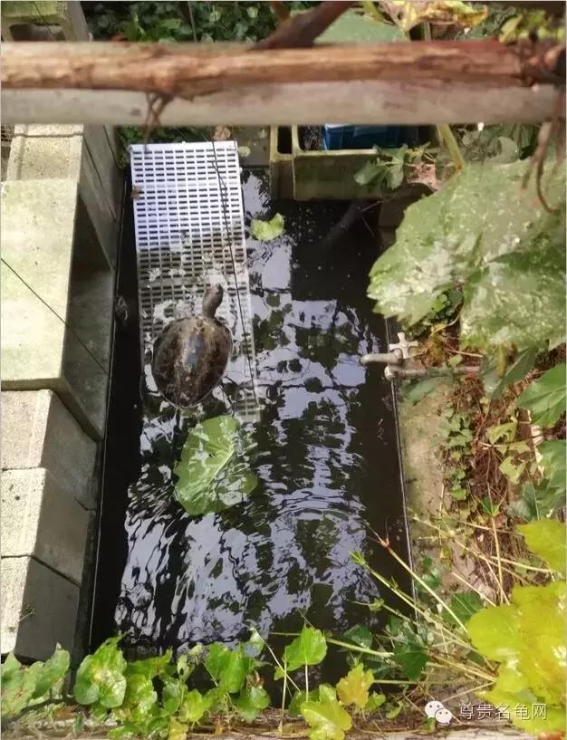 疯狂龟友，6次为龟修建豪华花园！