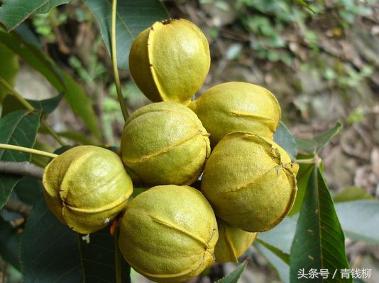 中国核桃加工产业链全景图,中国核桃品种