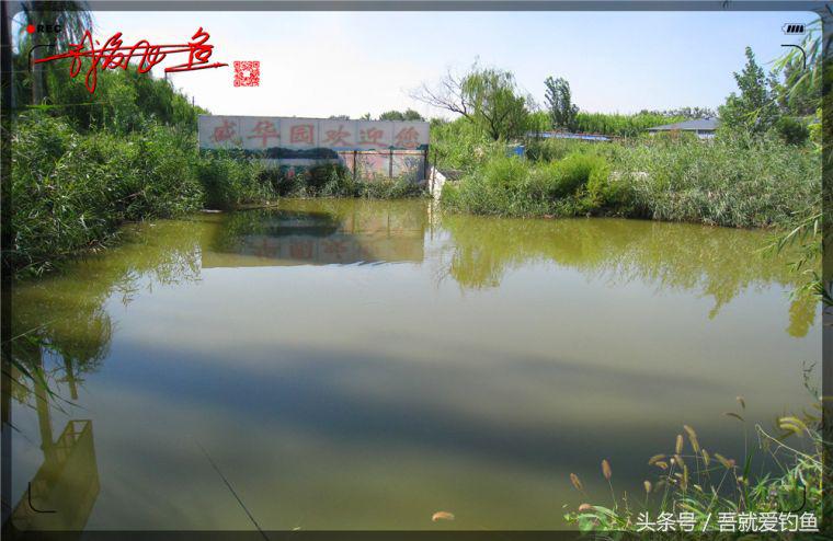 原创我爱飞鱼耍耍耍