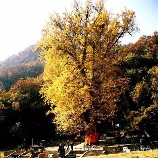 河南最好的红叶银杏叶在哪 (深秋河南哪里可以看银杏)