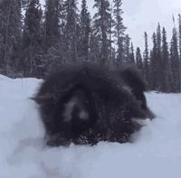 下雪天狗狗会怎么样,下雪天狗狗应该注意什么