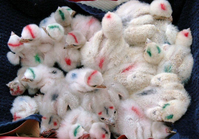 john加拿大,矛隼孵化过程