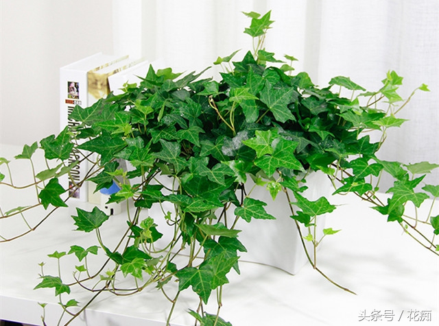 常春藤爬藤垂吊绿植,常春藤怎么养才能更旺盛