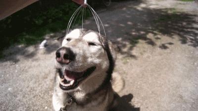 沃尔沃副驾驶后排按钮,取消副驾座位的沃尔沃