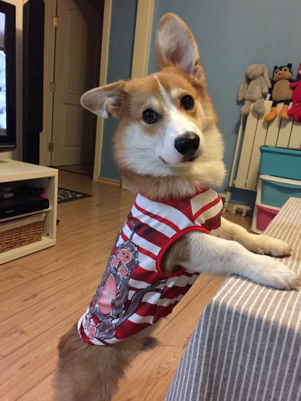 56个中美铲屎官每月花费，对，我就是这么变穷的