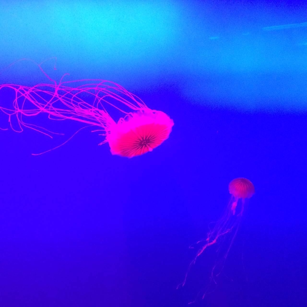 马来西亚南太平洋岛屿,马来西亚赤道向北移动