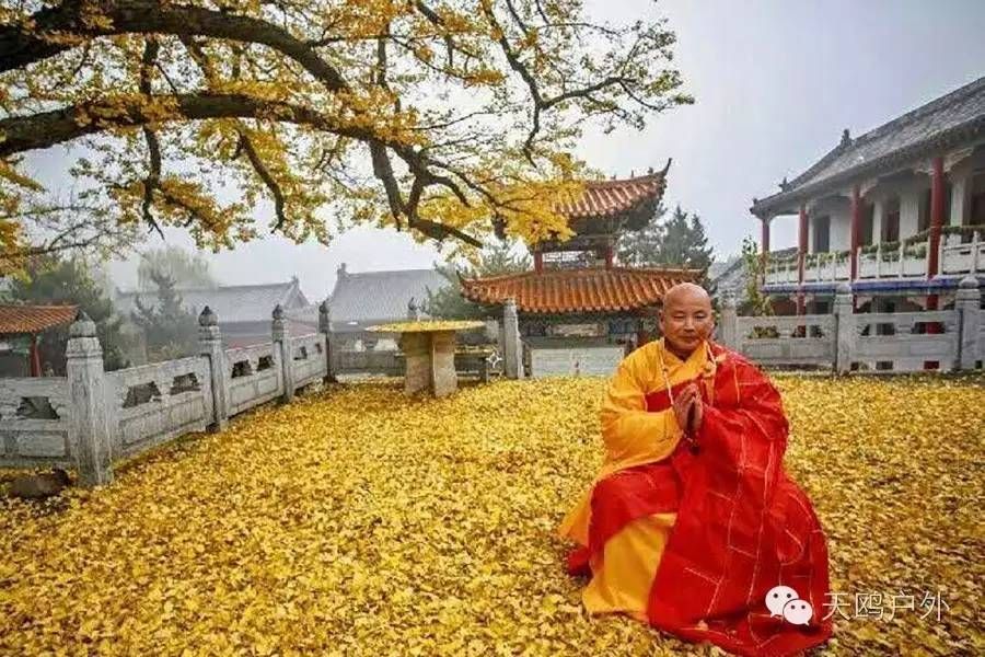 河南最好的红叶银杏叶在哪 (深秋河南哪里可以看银杏)