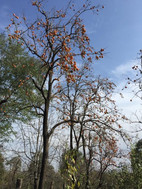 北京民宿小院整租,租北京小院