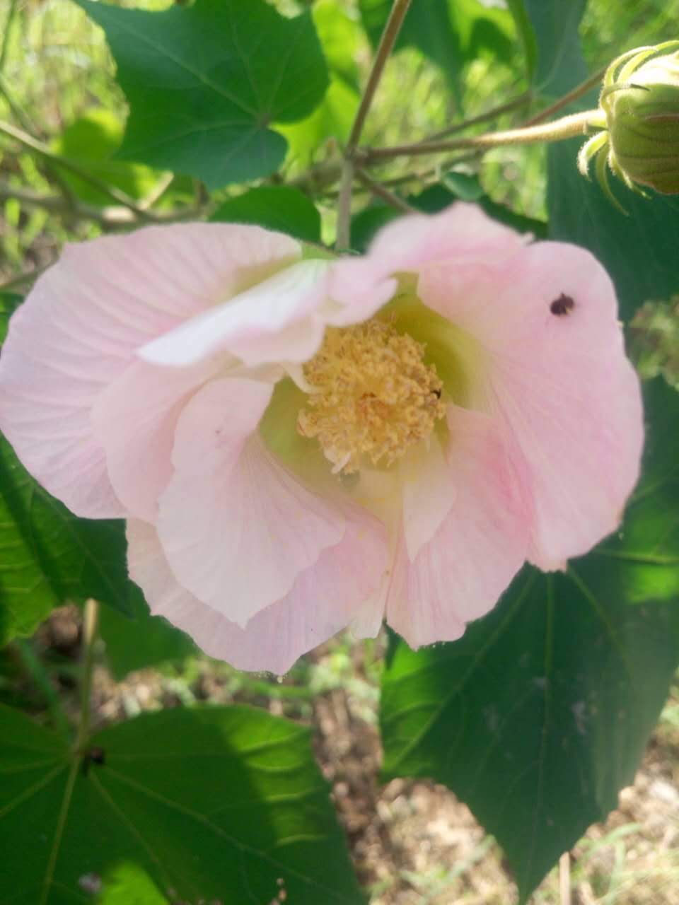 理工男跳啦啦操视频,啦啦操舞蹈视频理工男