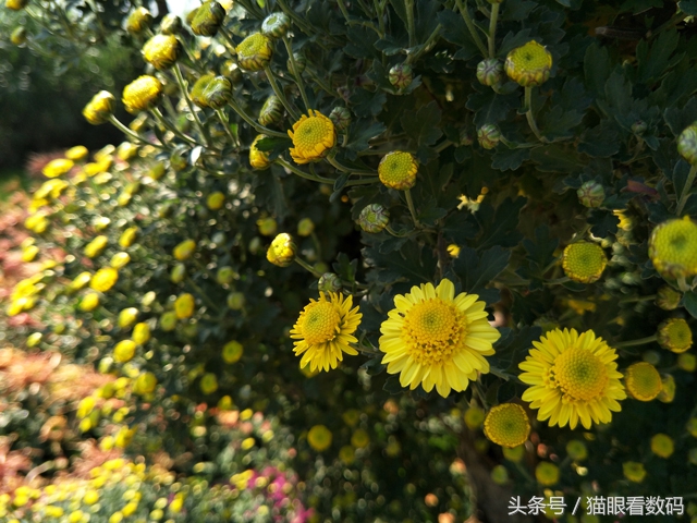 oppor9s测评什么处理器,oppor9s清新绿配置参数