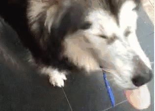 无良宠物店狗狗死亡,无良宠物店让人寒心