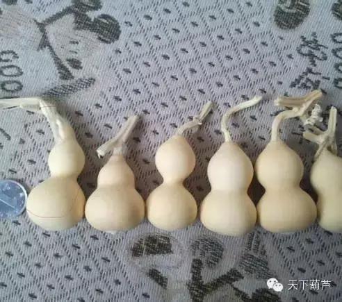 如何鉴别葫芦已经授粉,如何辨别葫芦真假