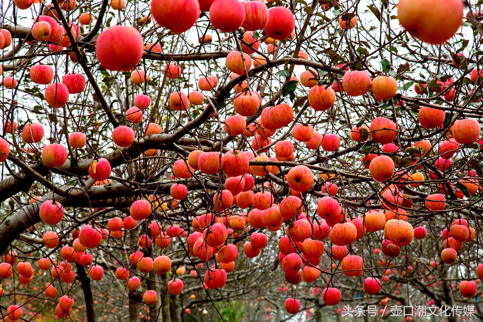 山西临汾神话故事,山西临汾吉县苹果视频