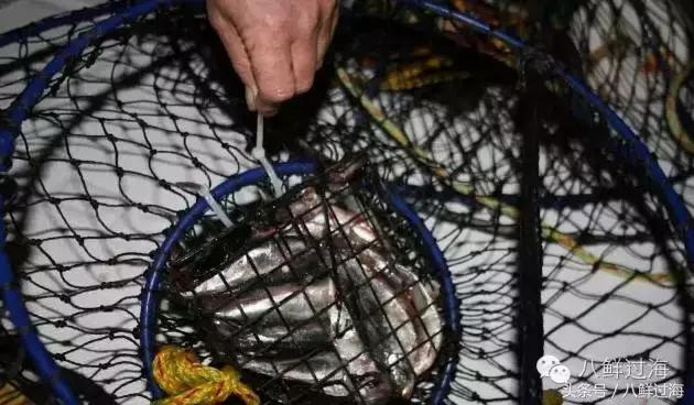 波士顿龙虾竟然是超大号小龙虾,波士顿龙虾绝对鲜活